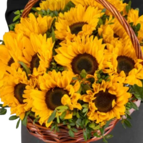  Kemer Flowers Delivery 15 Adet Sepette Ayçiçeği Aranjmanı